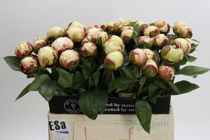 <h4>Paeonia Elsa Sass</h4>