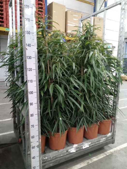 <h4>Ficus binn. 'Alii'</h4>