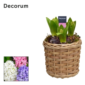 Hyacint Basket of Nature HL16080 [PURE]
