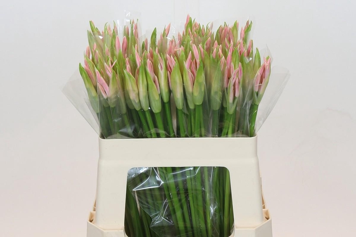 <h4>Nerine Albivetta</h4>