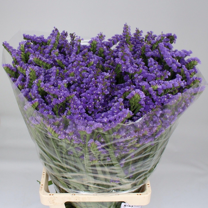 <h4>LIM S GIRLIE WINGS</h4>