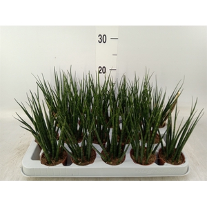 Sansevieria  'Fernwood'