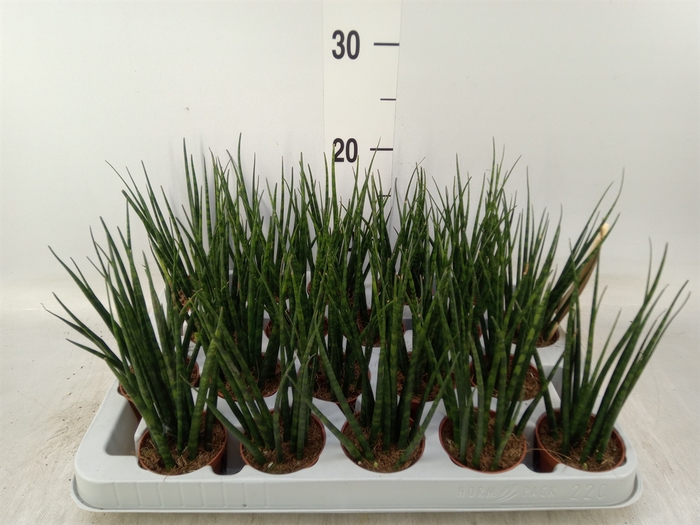 <h4>Sansevieria  'Fernwood'</h4>