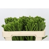 Kaaps Groen Albigreen