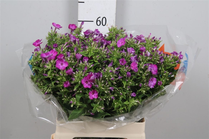 <h4>Phlox P Sky Eyes</h4>