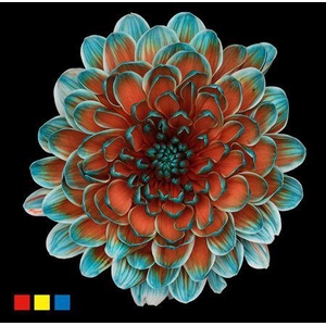 Chr T Altaj Papagayo