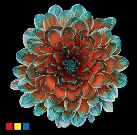 <h4>Chr T Altaj Papagayo</h4>