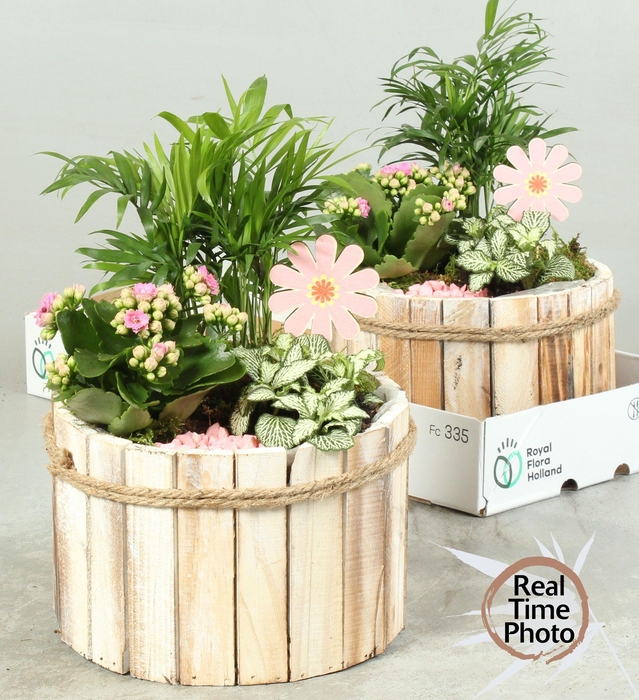 <h4>ARR KAMERPL</h4>