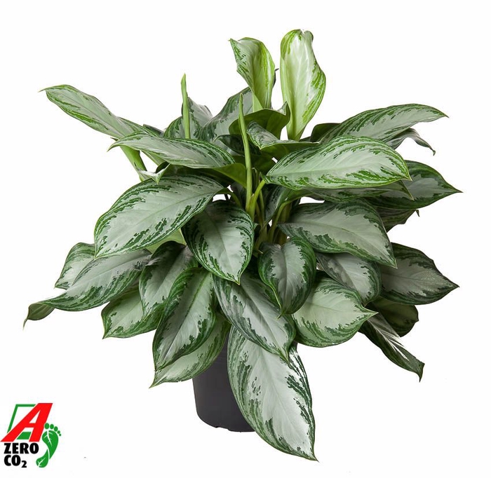 <h4>Aglaonema Silver Bay</h4>