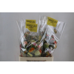 Papaver Mixed Super P Stem