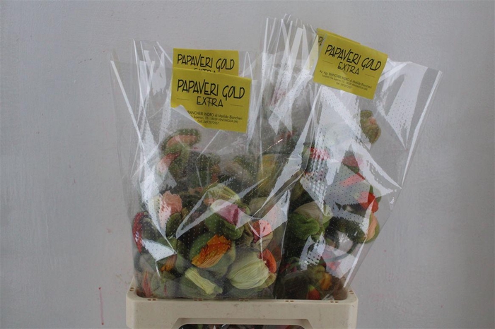 <h4>Papaver Mixed Super P Stem</h4>