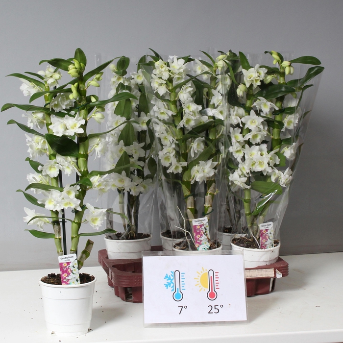 <h4>DENDR N SC APOLLON</h4>