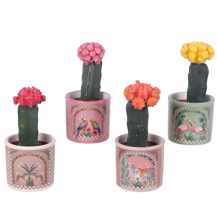 <h4>Cactus mix Ø8,5cm in Ceramic Pot Exotic Animals Ø10cm</h4>