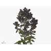Phlox P Blind Lion