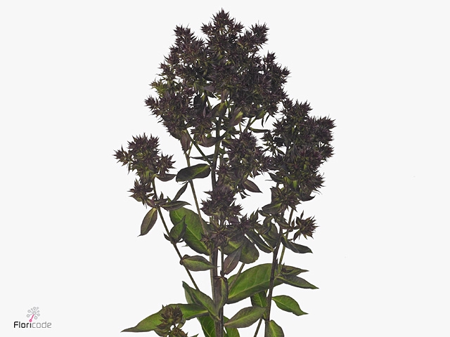 Phlox P Blind Lion