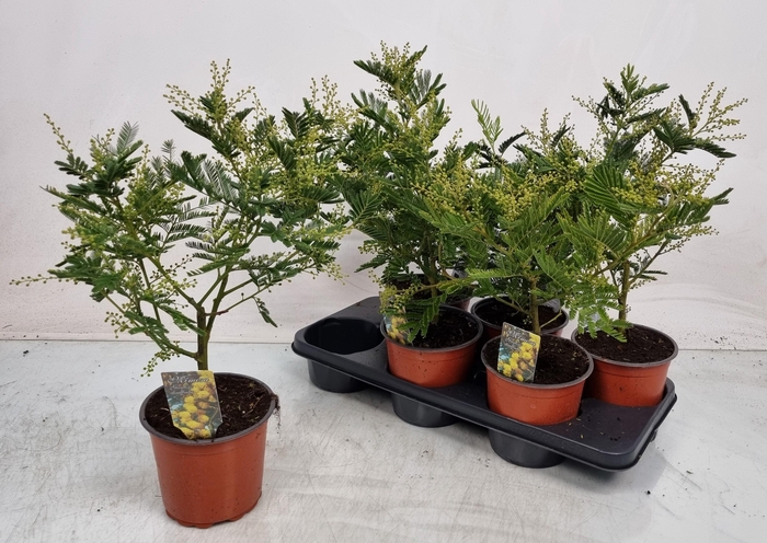 <h4>MIMOSA PUDICA</h4>