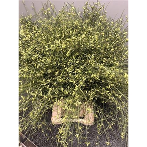Genista Bes Green