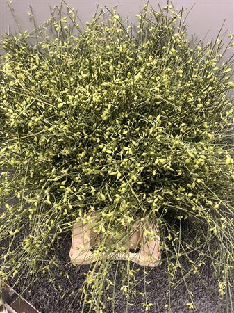 <h4>Genista Bes Green</h4>