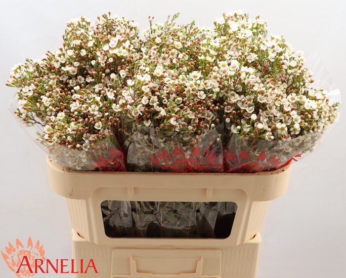 <h4>Chamelaucium Morning Delight</h4>
