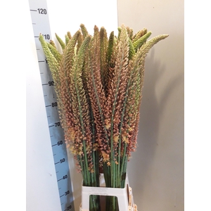 EREMURUS RUITER