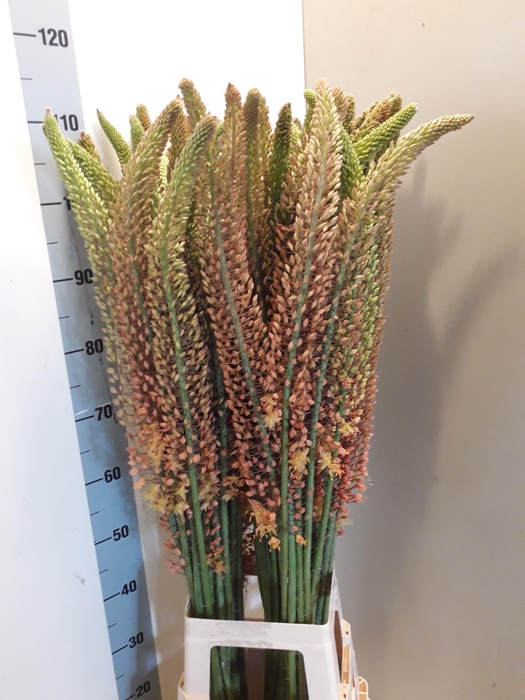 <h4>EREMURUS RUITER</h4>