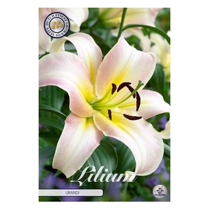 Lilium Oriental Urandi x2 16/18