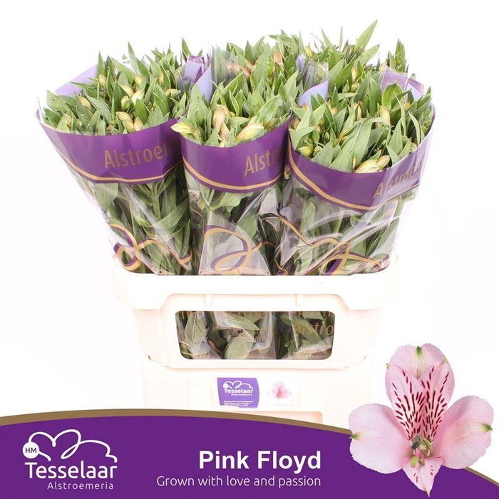 <h4>ALSTR PINK FLOYD ALSTROEMERIA PINK</h4>
