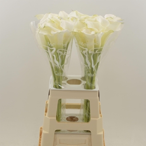 Calla Pure Art