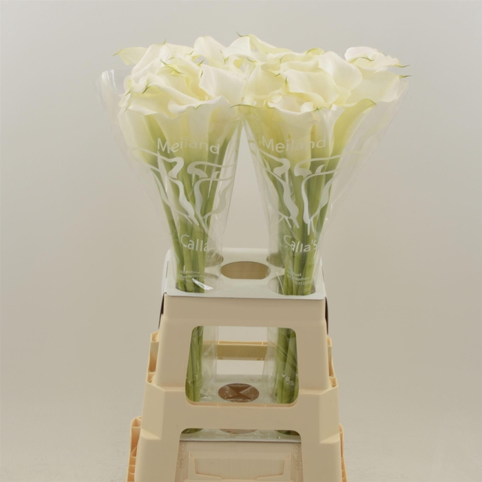 <h4>Calla Pure Art</h4>