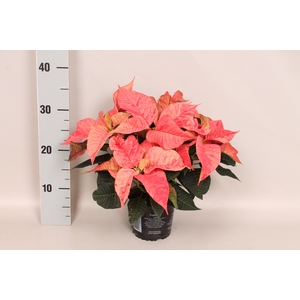 Poinsettia 13 cm Christmas Feelings® Fantasy