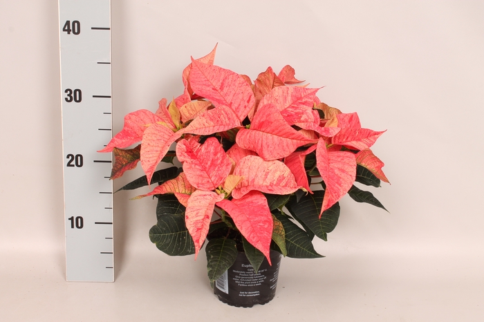 Poinsettia 13 cm Christmas Feelings® Fantasy