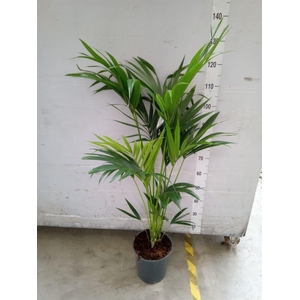 Howea forsteriana