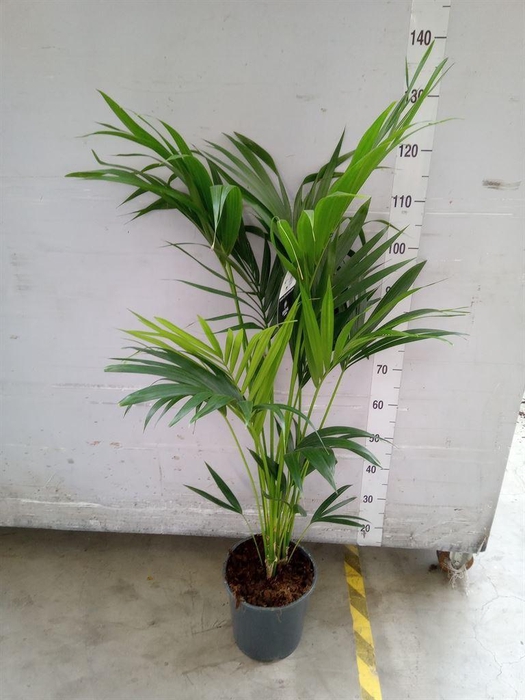 <h4>Howea forsteriana</h4>