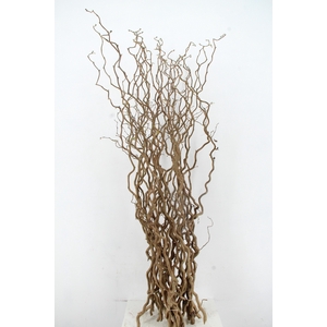 CORYL AV CONTORTA 1 JARIG 150CM