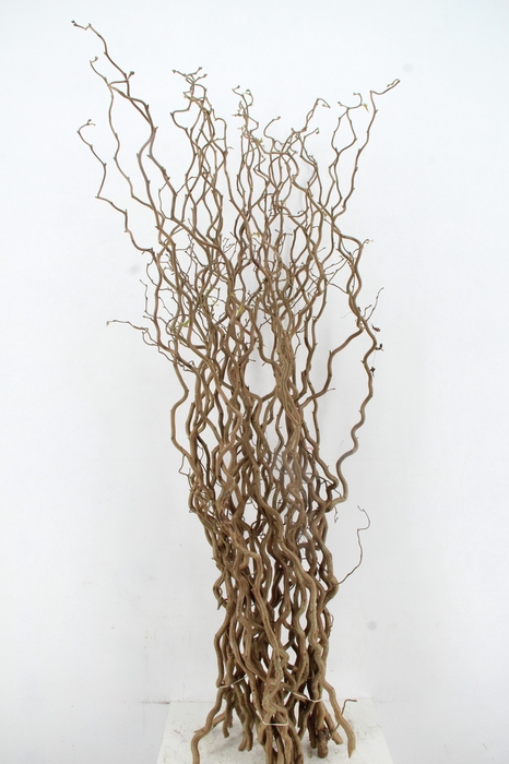 <h4>CORYL AV CONTORTA 1 JARIG 150CM</h4>