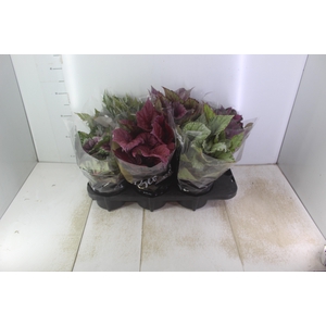 BEGONIA BELEAF P15 PO