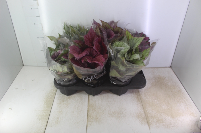 <h4>BEGONIA BELEAF P15 PO</h4>