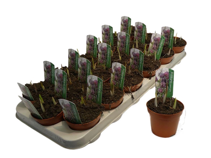 <h4>Fritillaria Meleagris</h4>