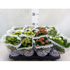 Kalanchoe blos.   ..rosebud mix  5