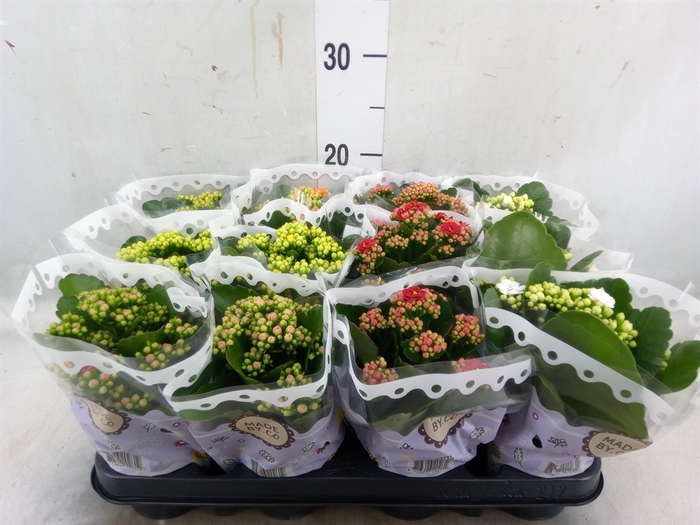 <h4>Kalanchoe blos.   ..rosebud mix  5</h4>