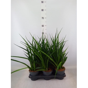 Sansevieria kirkii 'Friends'