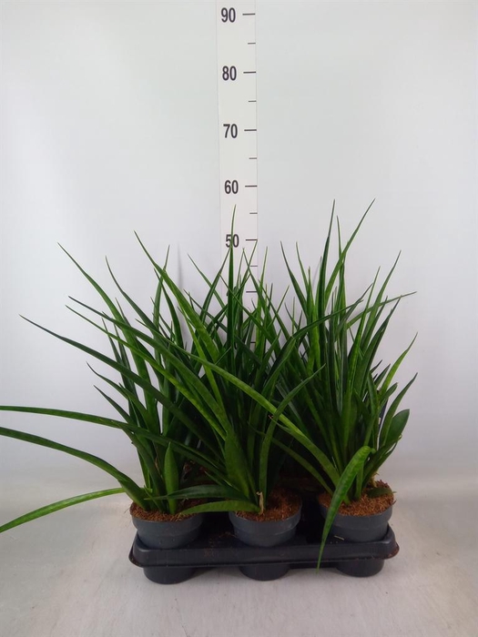 <h4>Sansevieria kirkii 'Friends'</h4>