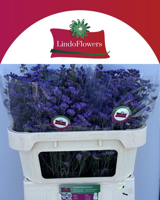 <h4>LIM SIN KANSAS BLUE</h4>