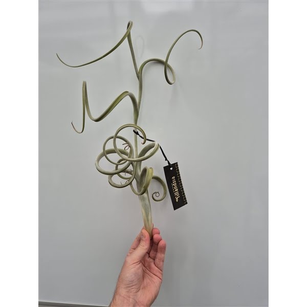 <h4>Tillandsia Intermedia Giant met Label</h4>