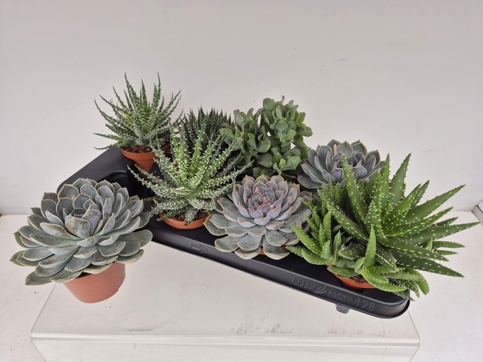 <h4>SUCC GEM 5 SRT</h4>