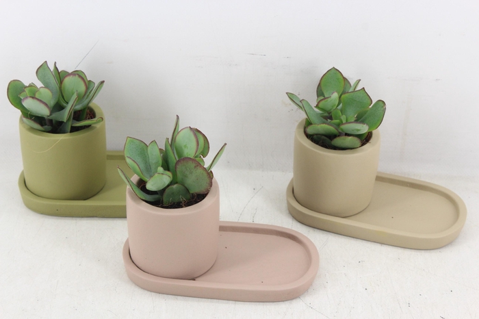 <h4>arr3 Demi - Ker. plateau mix</h4>