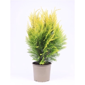 Chamaecyparis lawsoniana 'Ivonne'