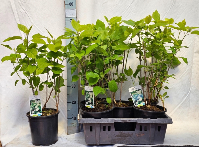 <h4>HYDR A ANNABELLE</h4>