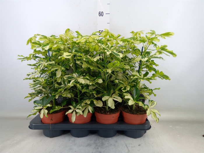 <h4>Schefflera arbor. 'Charlotte'</h4>