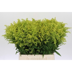 Solidago Tara Gold
